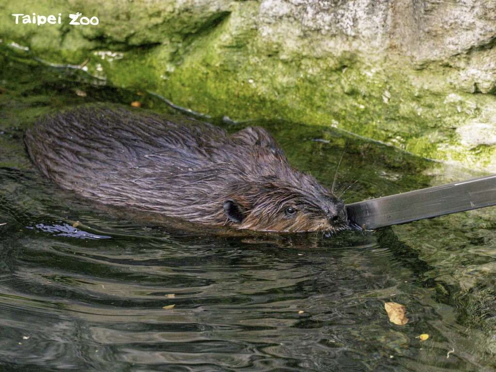 7年かけてダムを建設しようとしたところ、ビーバーがたった2日でダムを作ってくれた!カラパイア