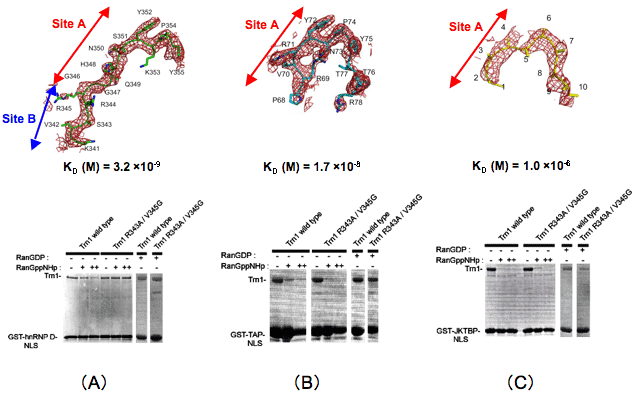 核の機能・タンパク質の合成細胞の構造と機能 3看護roo! カンゴルー