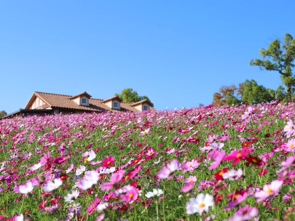 吹上コスモス畑 - （埼玉県）の詳細情報 ｜ ことりっぷ