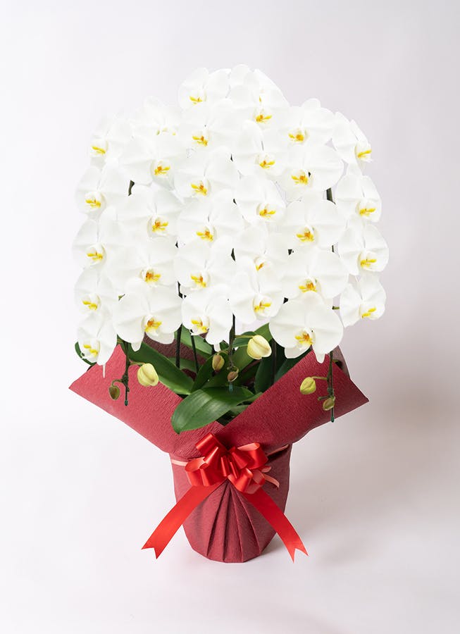 選挙の陣中見舞いと当選祝いに関するマナーとのし袋の書き方花・花束を贈るフラワーギフト通販の 日比谷花壇 公式