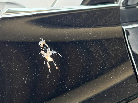 鳥のフンが車の塗装に与える影響とフンの落とし方株式会社 REFFECT
