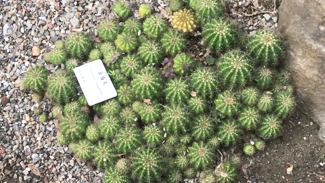 時光物戀 又見金盛丸！歷經祖孫三代的『仙』子