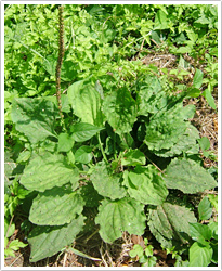 車前子生薬ファイル漢方セラピークラシエ