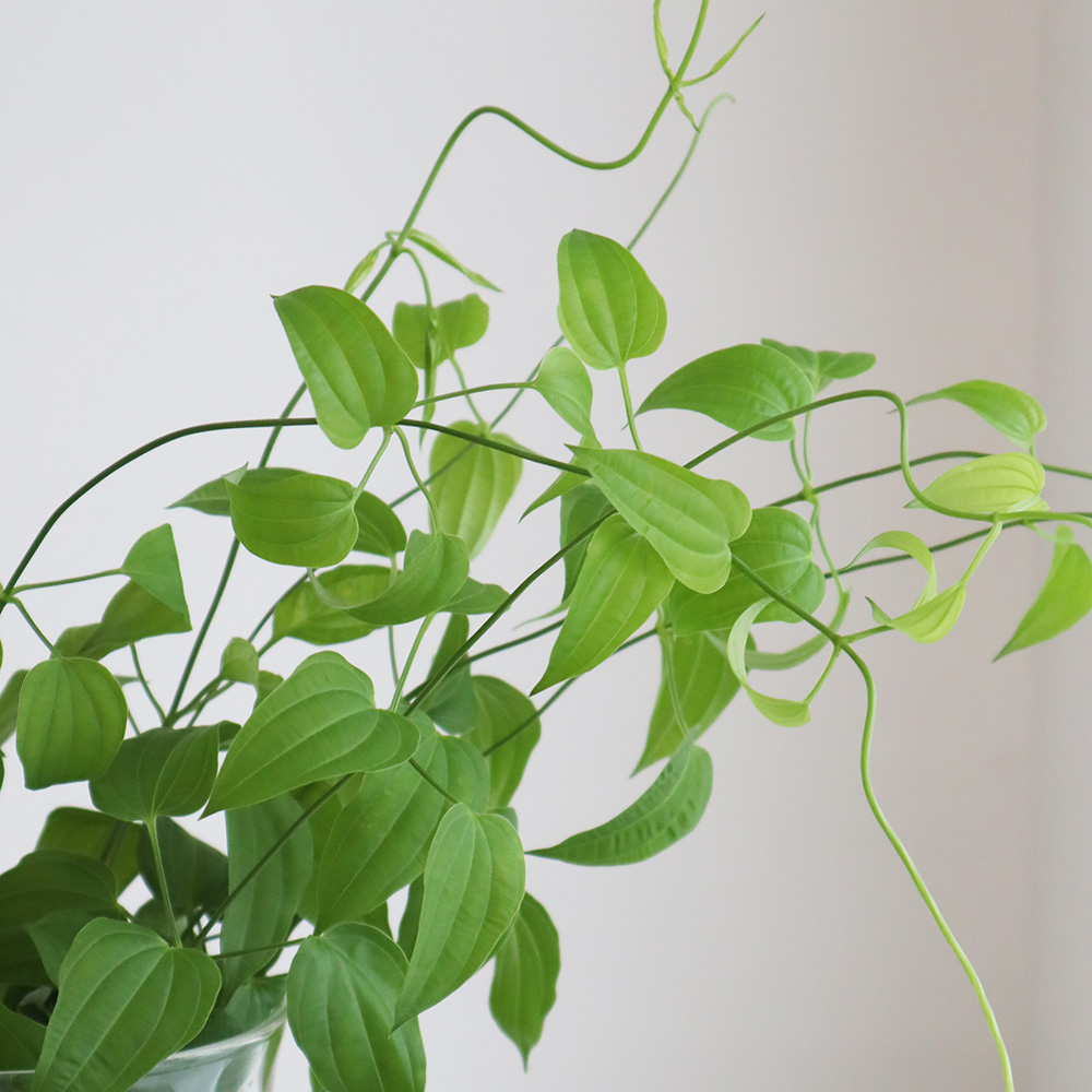 利休饅頭 まんじゅう 和菓子、中華菓子食品 のおすすめ人気商品一覧 通販 - Yahoo!ショッピング