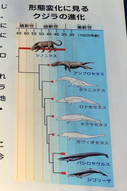 無肉歯類むにくしるい とは ピクシブ百科事典