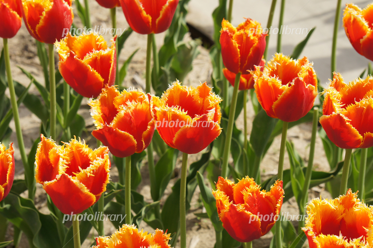 リンゼイ ダベンポート パーソナル Hammer Tour プロストック リンゼイ ダベンポート パーソナル Hammer Tour プロストック