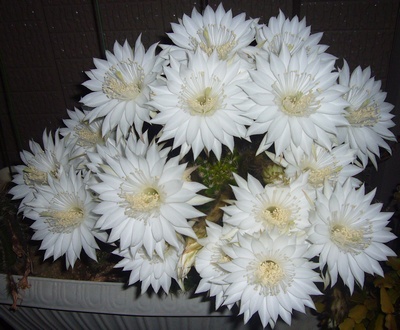 金盛丸🌵サボテン - VIRGO-STAR'S GALLERYminne byGMOペパボ 国内最大級のハンドメイド・手作り通販サイト