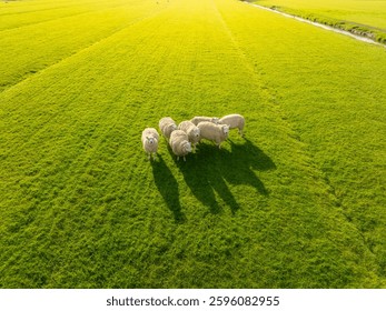 畜産のイラスト素材 - PIXTA