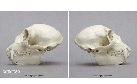 1994 Kiss - Fork Head John F Kennedy