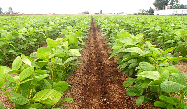 大豆畑の農家。成長、屋外。の写真 – Unsplashの植物の画像
