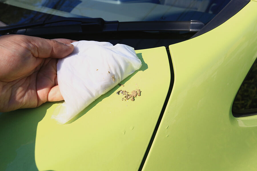 車についた鳥のフンの落とし方！よく落とされる理由や対策方法も解説MOBYモビー