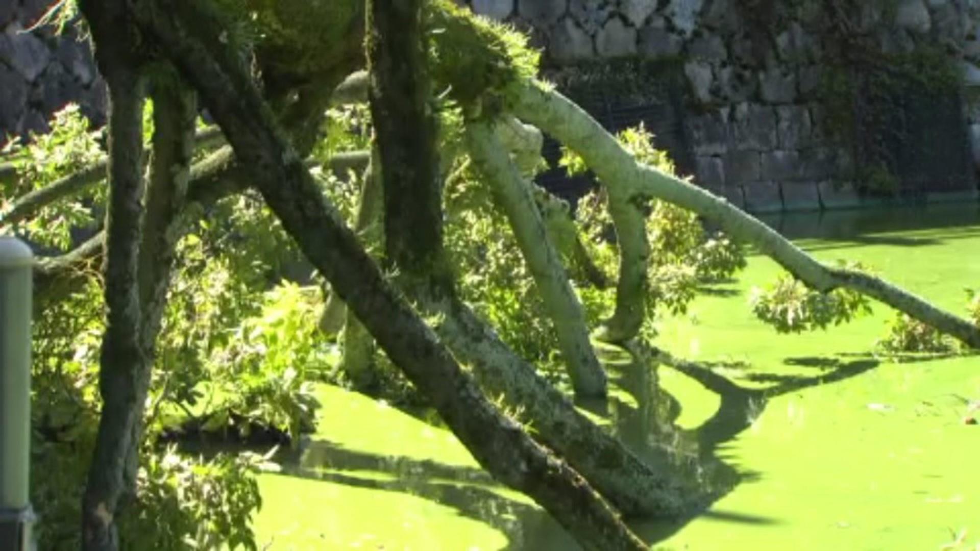 朝の二本榎踏切と通学児童 24 2 28日本共産党我孫子市議団ホームページ