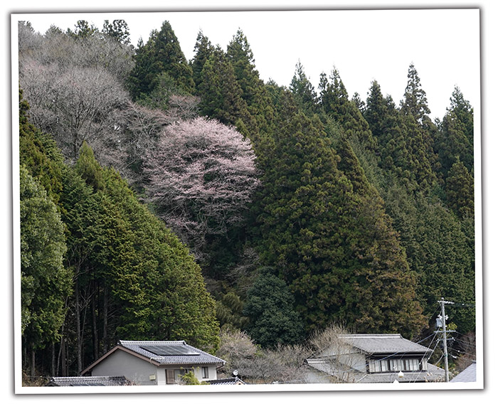 丸山実桜さん｜マイ記念日フォトギャラリー 名古屋の記念写真撮影は東海地区で最大級の貸衣裳館Mai（マイ）