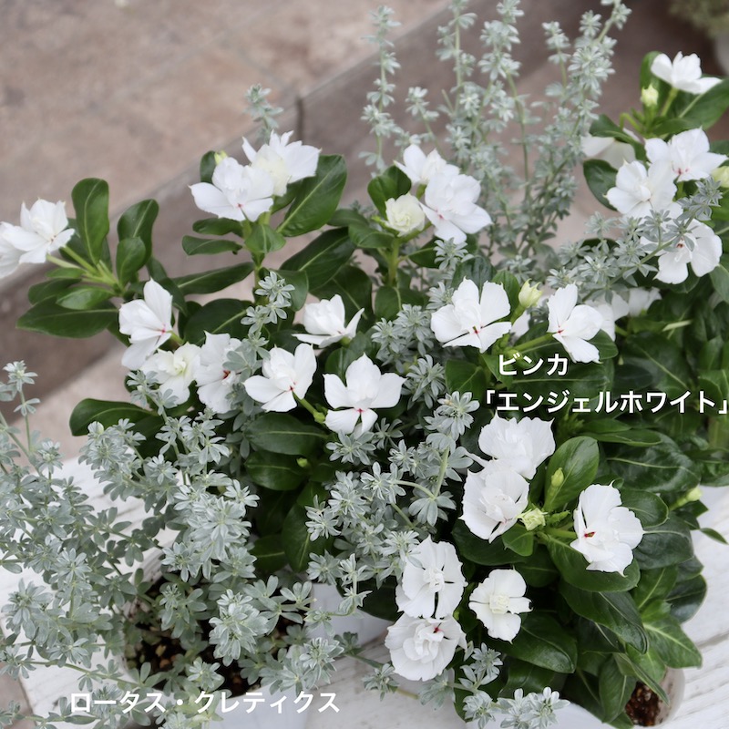 ロータスクレティクス 2.5号ポットchoufleur