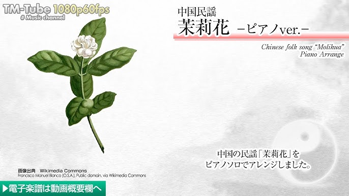 茉莉花開正當時：精彩短劇推薦