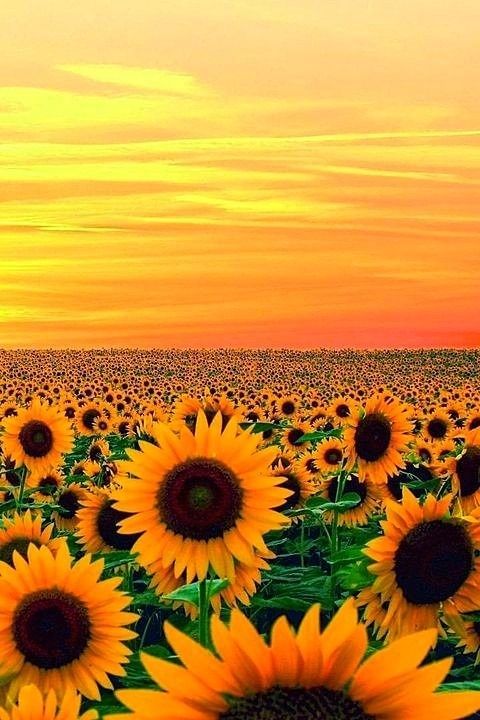 ギャンブル脳新書マップ4D