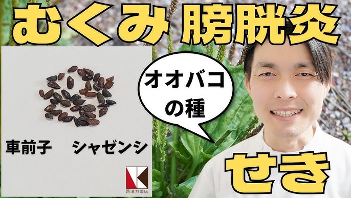 洋車前子的8種功效與副作用 12點使用禁忌要留意- 營養新知