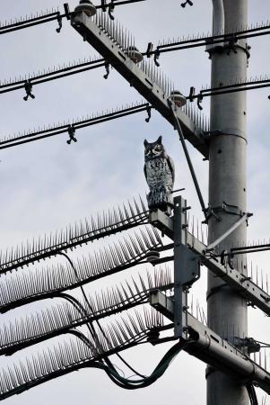 鳥フンの被害対策 南浦和、川口、新越谷、大宮、春日部の不動産は株式会社永大ハウスへ