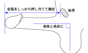 あそこの大きさの秘密！男性の身長とペニスのサイズの関係/ラブナイト【恋本コラム】