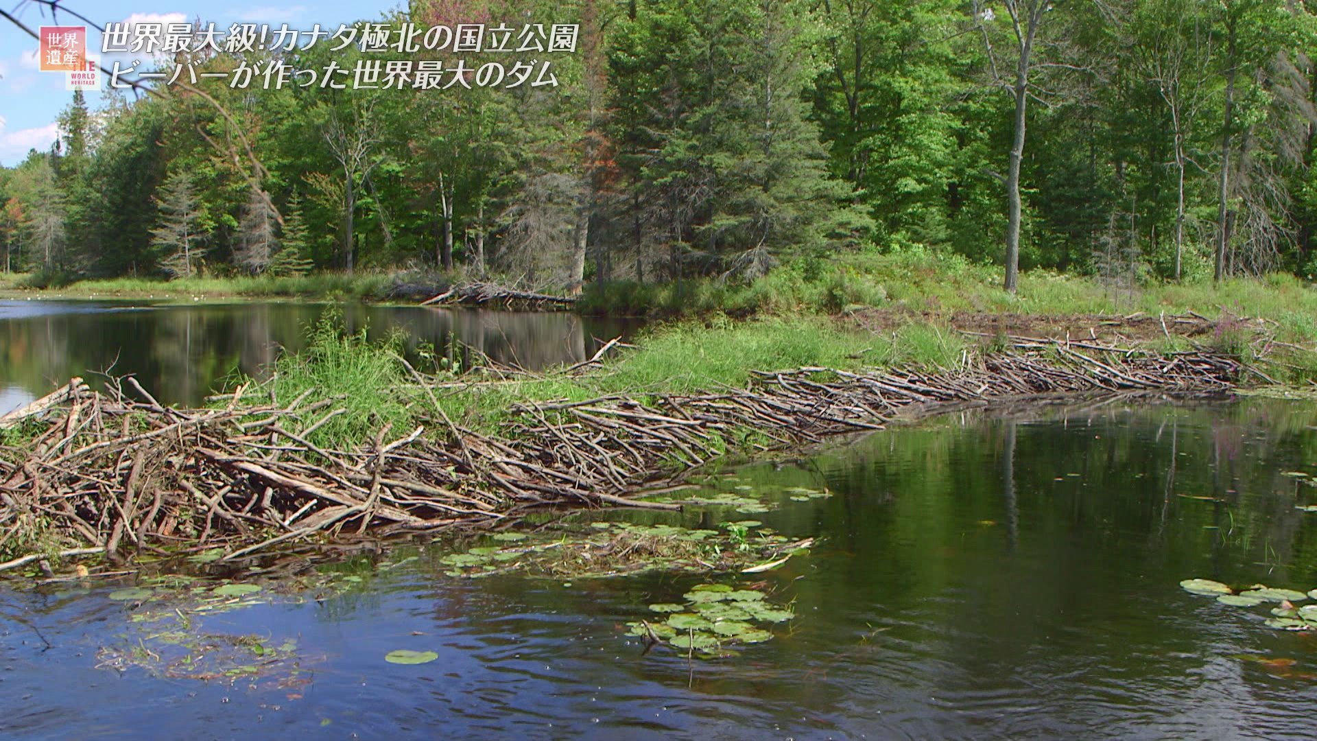 チェコ当局が7年前から計画していたダムを「ビーバーが勝手に建設」して約1億9000万円の節約に成功「ビーバーに金払え」「とはいえ管理が大変」 -Togetter