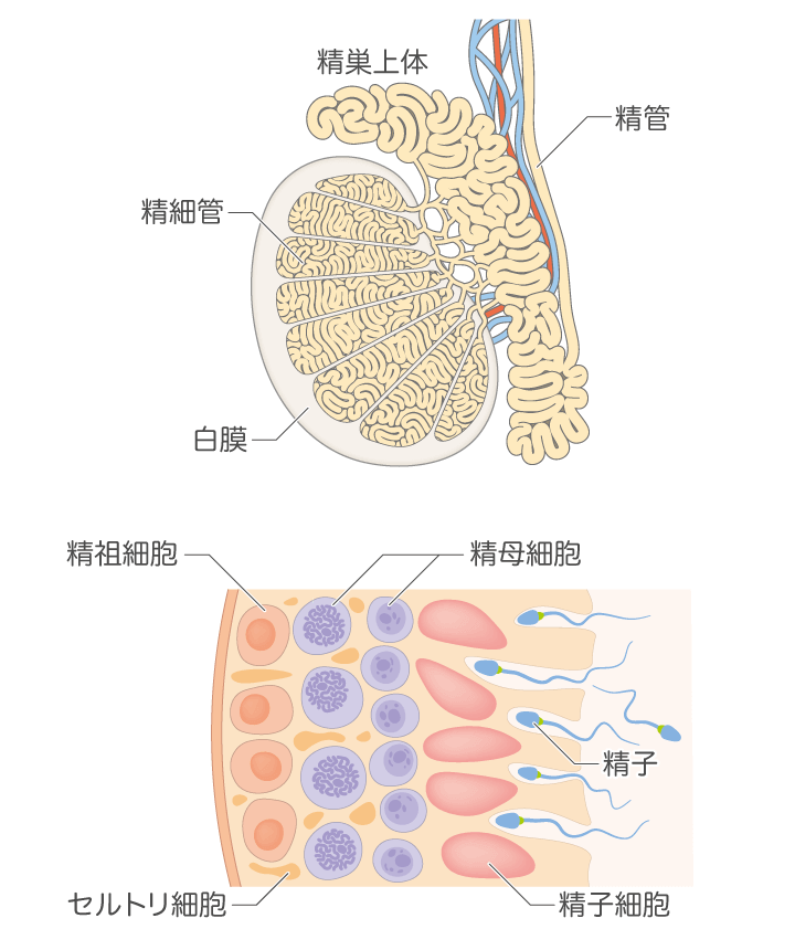 あなたの知らない精液の味: パートナーの男性力がアップする |