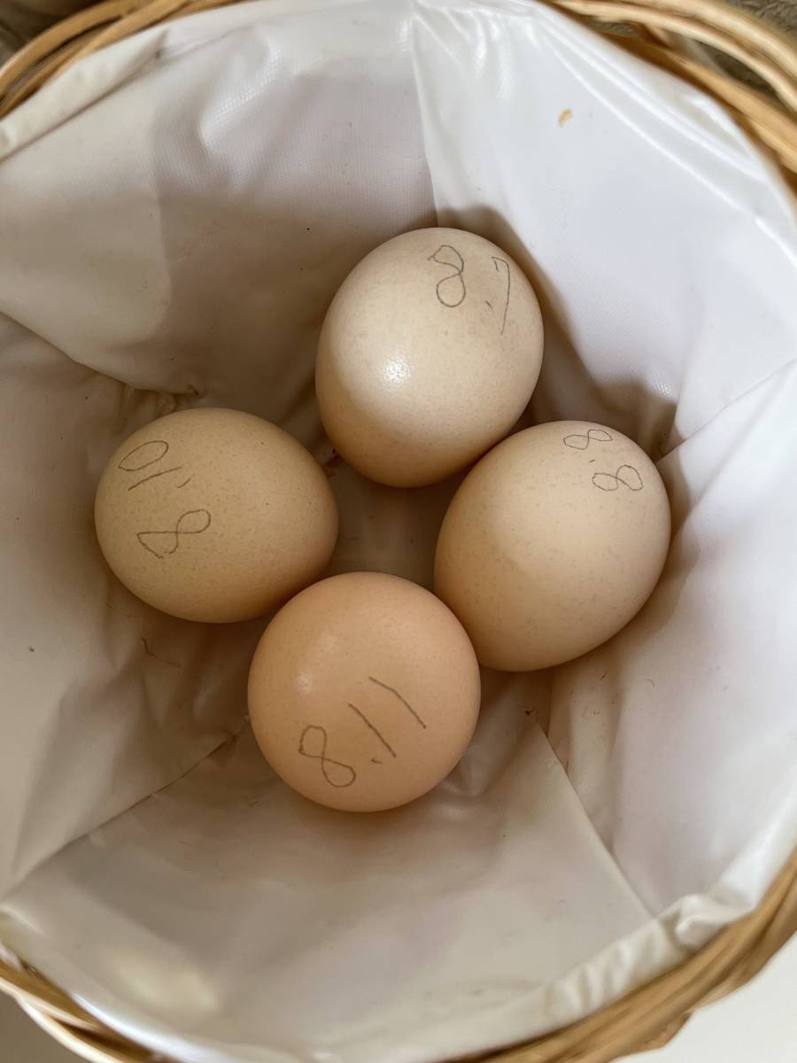 にゃお様専用 桂チャボの卵6個 碁石チャボの卵6個