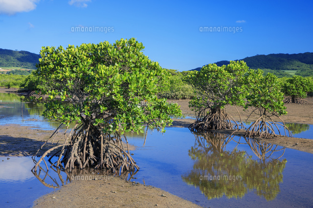石垣島の観光スポットの名蔵 なぐら アンパルの行き方と遊び方について！ - 石垣島 ADVENTURE PiPi ピピ