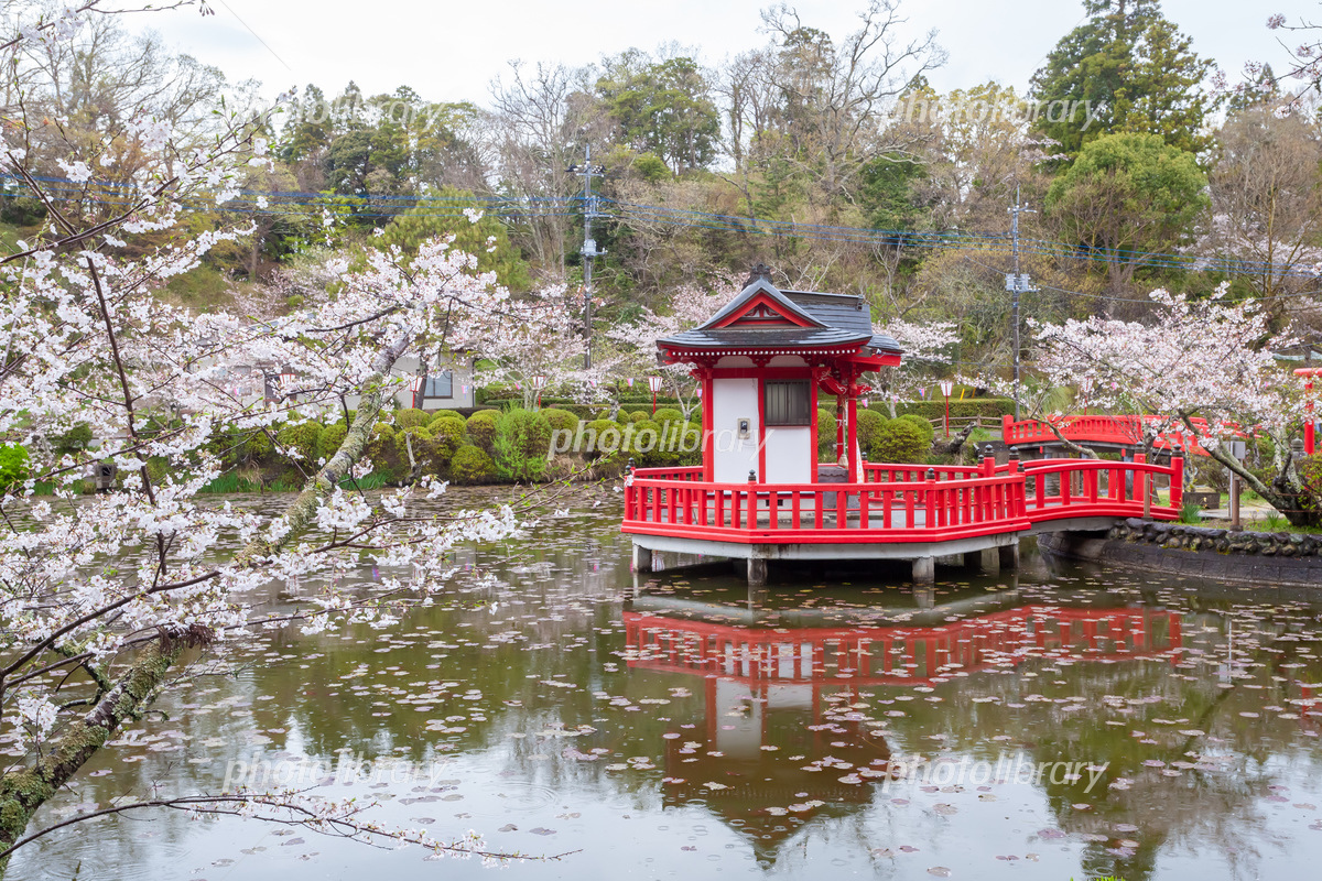 千葉県茂原市 豊田川の桜とライトアップ2023/Cherry Blossoms