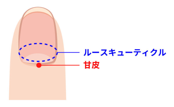 爪の甘皮とはどこ？甘皮処理をしなければ指先はきれいに保てない！？ - ひみつのビューティーパーク