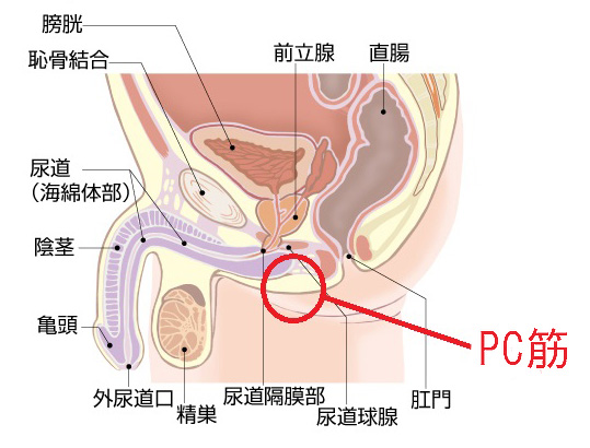 子宮開花催眠から脳イキまでのやり方【催眠セックスの技術やってみた動画②】 | 性感催眠療法ヒュプノス