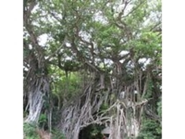 中間 なかま ガジュマル ＜屋久島＞