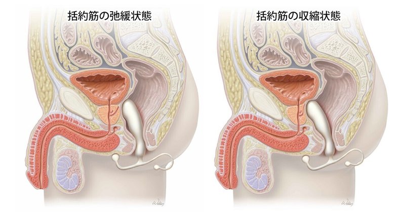 駿河屋 -【アダルト】<新品/中古>M性感回春メンズエステ /