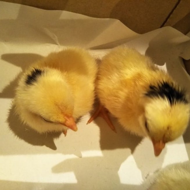 碁石 チャボ 矮鶏 有精卵 6個