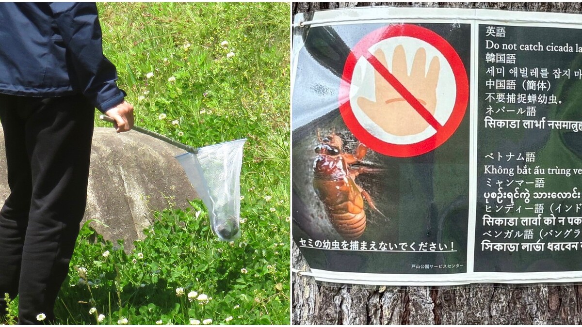 楽天市場 ☆ポイント5倍☆和香 ミドリムシユーグレナ500ml 液体肥料 詳しい培養マニュアル付 めだか メダカ 金魚 稚魚針子 栄養高い生餌 えさ 餌 エサ めだか餌 グリーンウォーター 青水 化に効果的。 PSB : 和香 メダカ熱帯魚アクアリウム