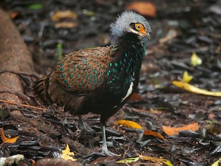 クコの実TreeMark ツリーマーク