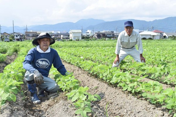 山形県庄内地方・自然栽培大豆の見学 - 株式会社いにしえ 〜生態適合農業を日本の１％に