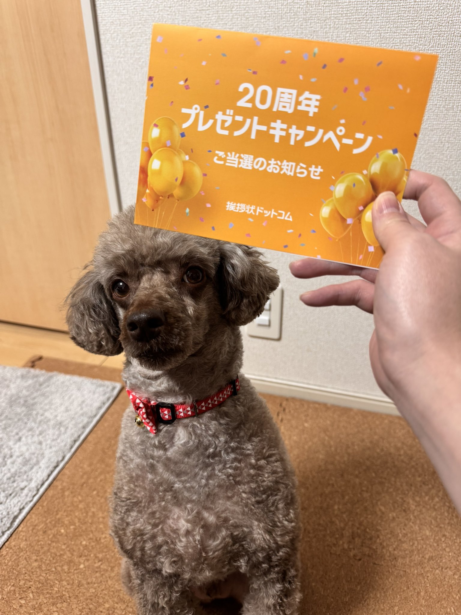 挨拶状ドットコム 日本最大級デザインはがき専門店