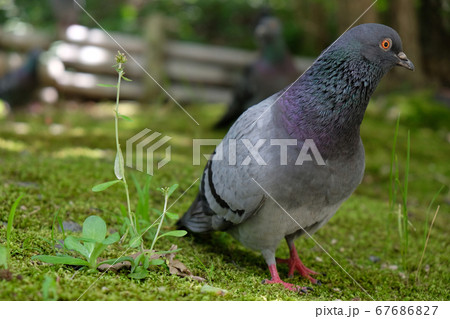 鳩の首振り歩行 : 総合建築板金 ㈲シマコ