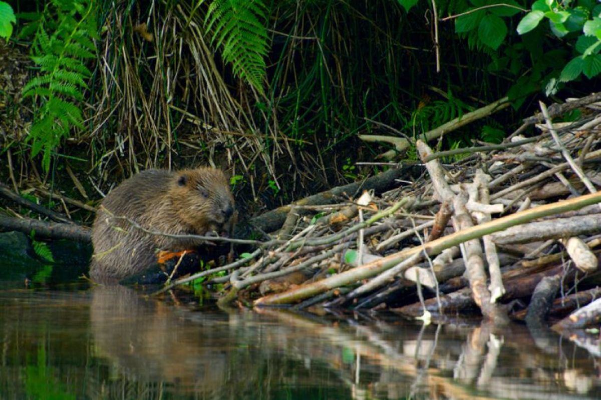 政府もあきらめる直前だった難題をビーバー が解決して話題になっている。9日 現地時間 、テレグラフとプラハ·インターナショナルは、チェコのプラハ·ブルディで中断されていたダム建設プロジェクトが、 ビーバー- MK
