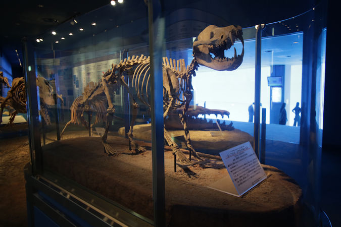 ゆり先生の化石研究室：サイの体、キリンの首 パラケラテリウム毎日新聞