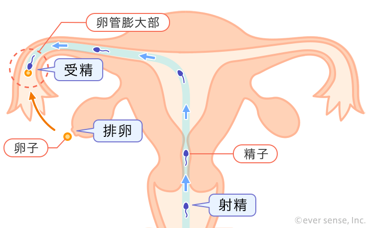 射精までの平均時間 | 男性の性生活の実態