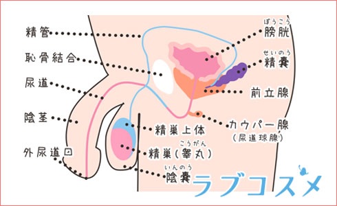 エロ漫画】前戯でイッちゃうくらい敏感な童貞の主人公のチンコを恵体長乳JDがパイズリトレーニングで鍛えてくれて耐えたご褒美はセックス！？