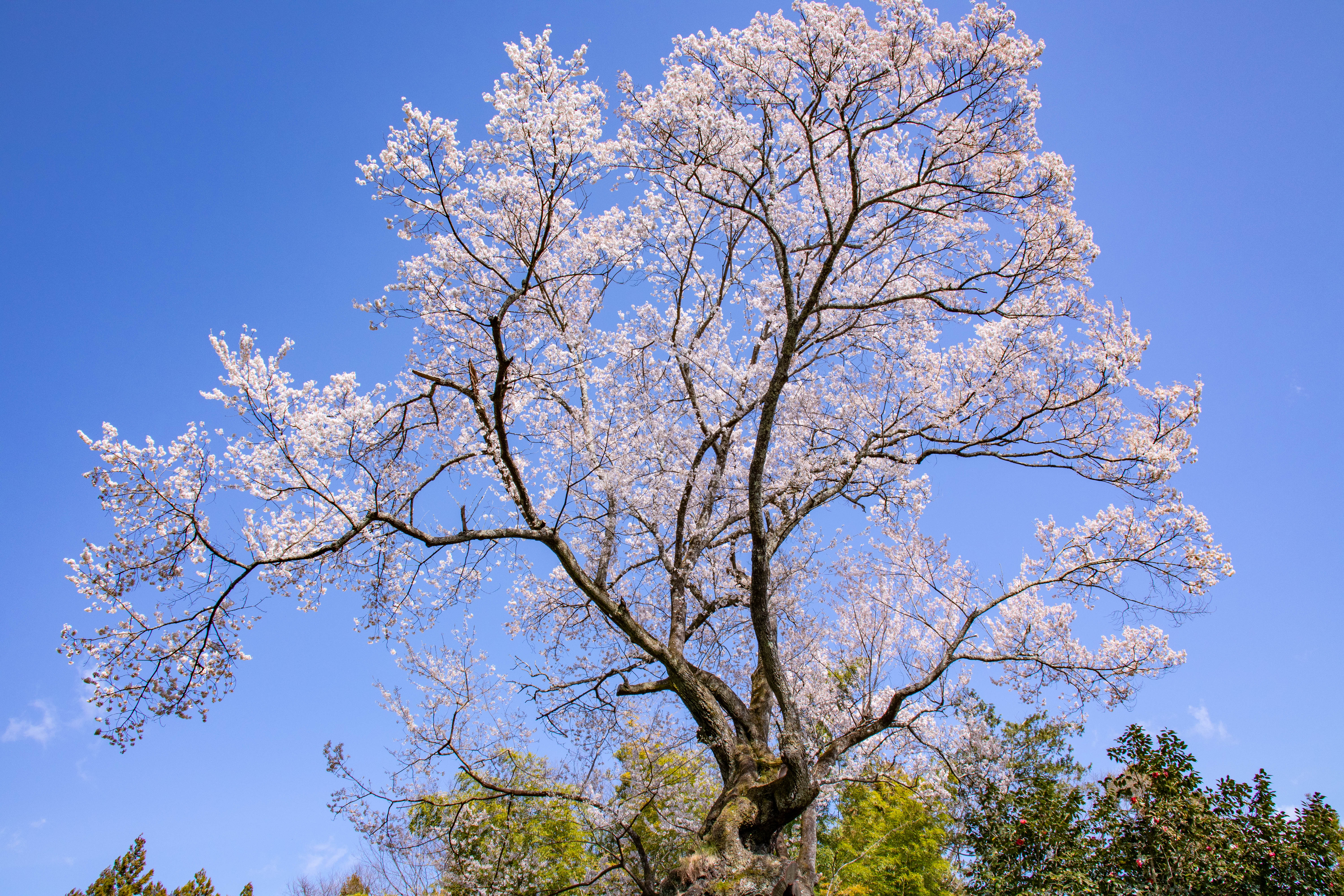 キャスト | SAKURA -JAPAN