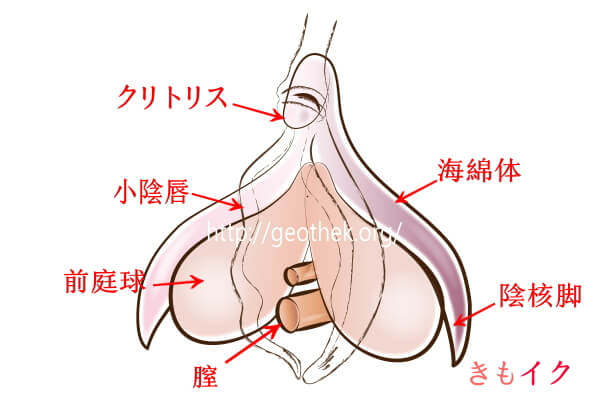 クリトリスオナニーの気持ちいいやり方とは？クリオナのやり方やクリトリス吸引オナニー、グッズを徹底解説