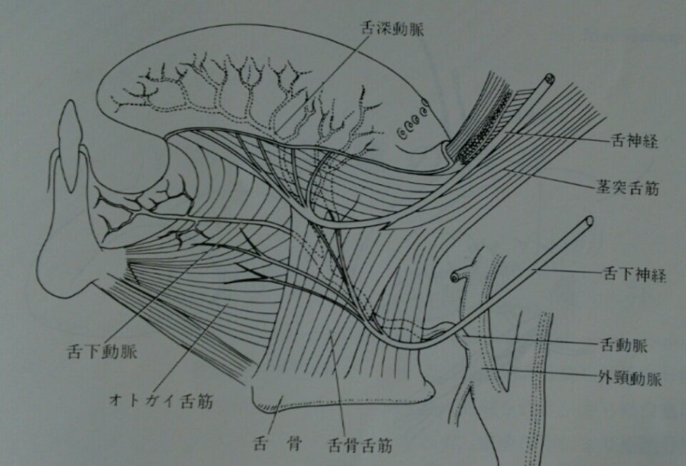 伝統鍼灸 十番堂 | 心、精神、舌はとても関連が深いです。