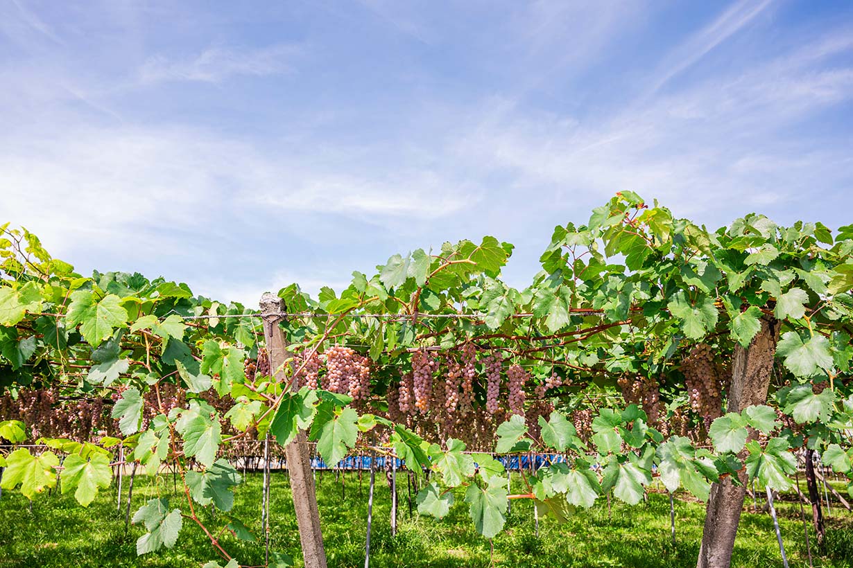 重たい支柱にさようなら。果樹農家絶賛の、”とにかく”軽くて長持ちする『コンポーズ®パイプ』って？マイナビ農業