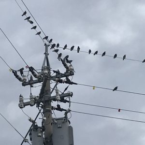 電線 鳥よけ 東京電力 東電の本気か！？電柱の鳥フン対策siglish@延べ床26坪総2階建てのお家
