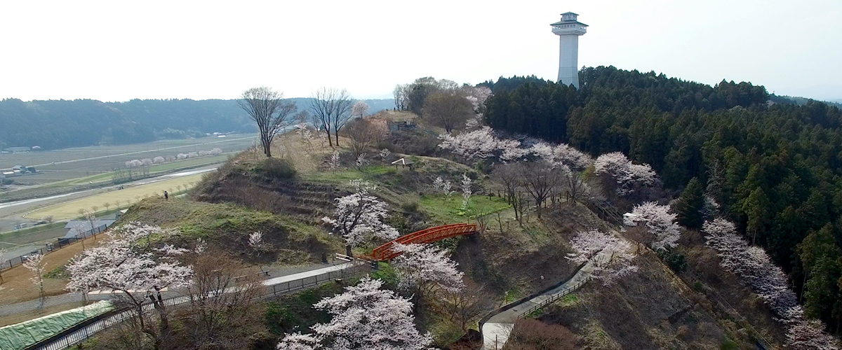 上尾丸山公園（上尾市）満開の桜／公園へ行こう！