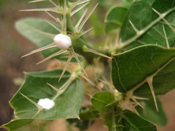 ファベーラ ブラジル・リオデジャネイロのファベーラとは？リオ日本人宿「カイピリーニャ」