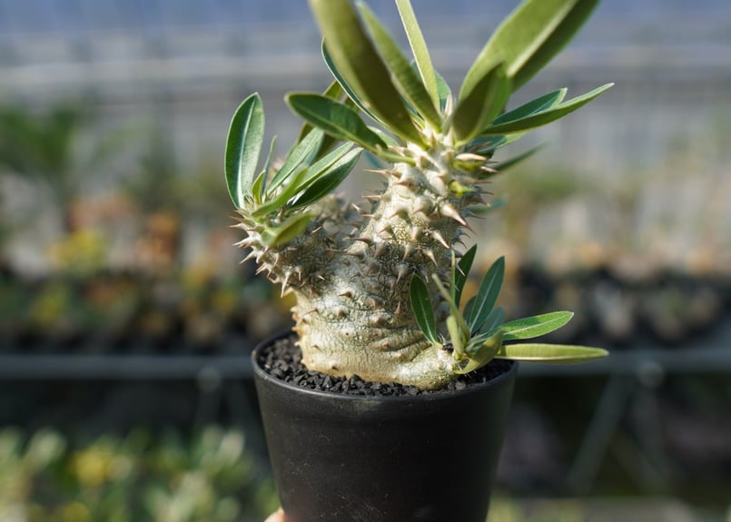 パキポディウム 伊藤ハイブリッドPachypodium 'Itoh Hybrid'1